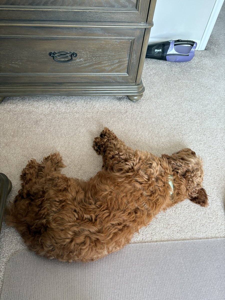 oboe6127's tweet photo. She loves being right by our side. Cute as a button!
#minigoldendoodle #dogs https://t.co/OthimZjHzE