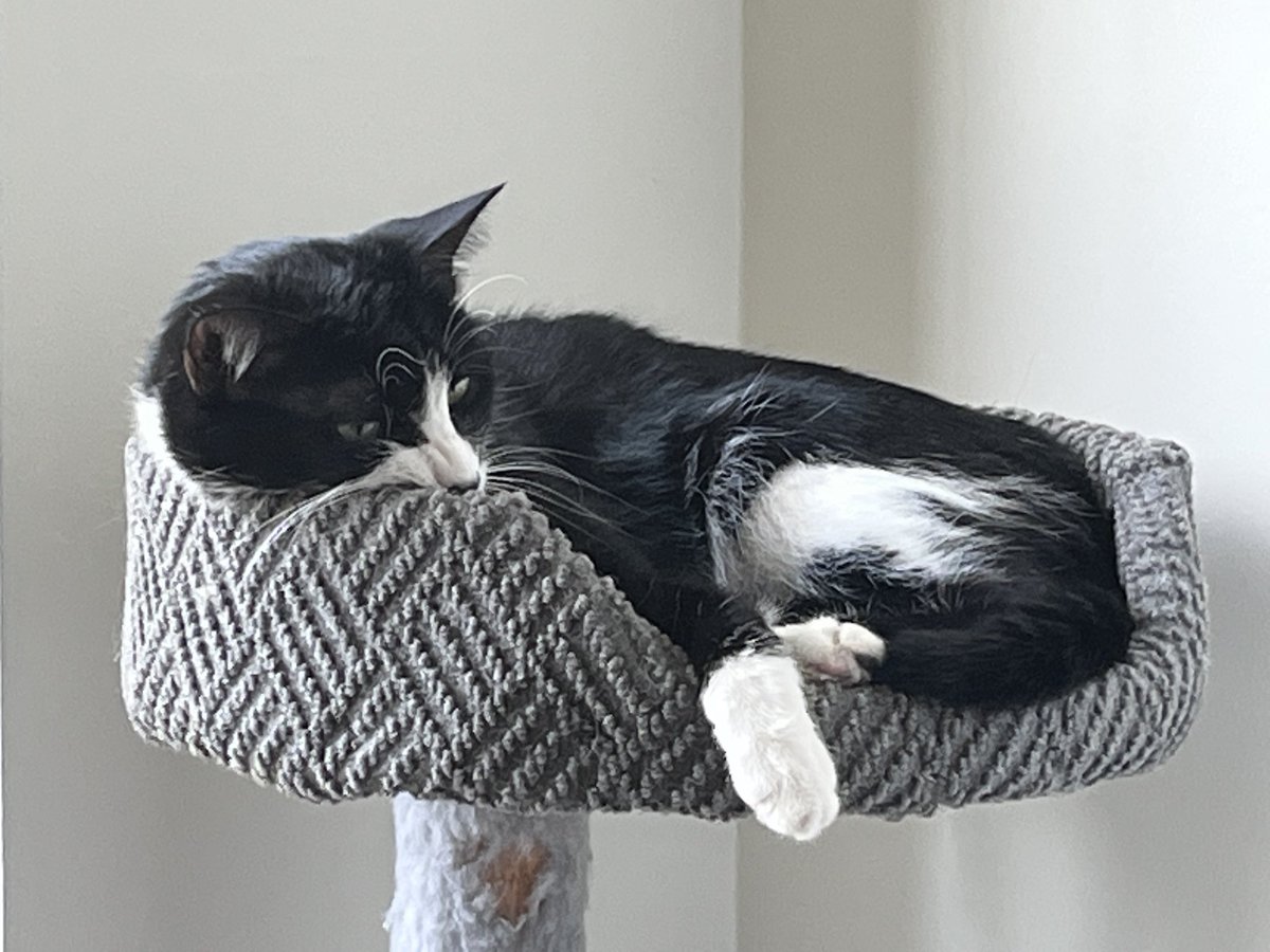 Linus #tuxedocats #cat