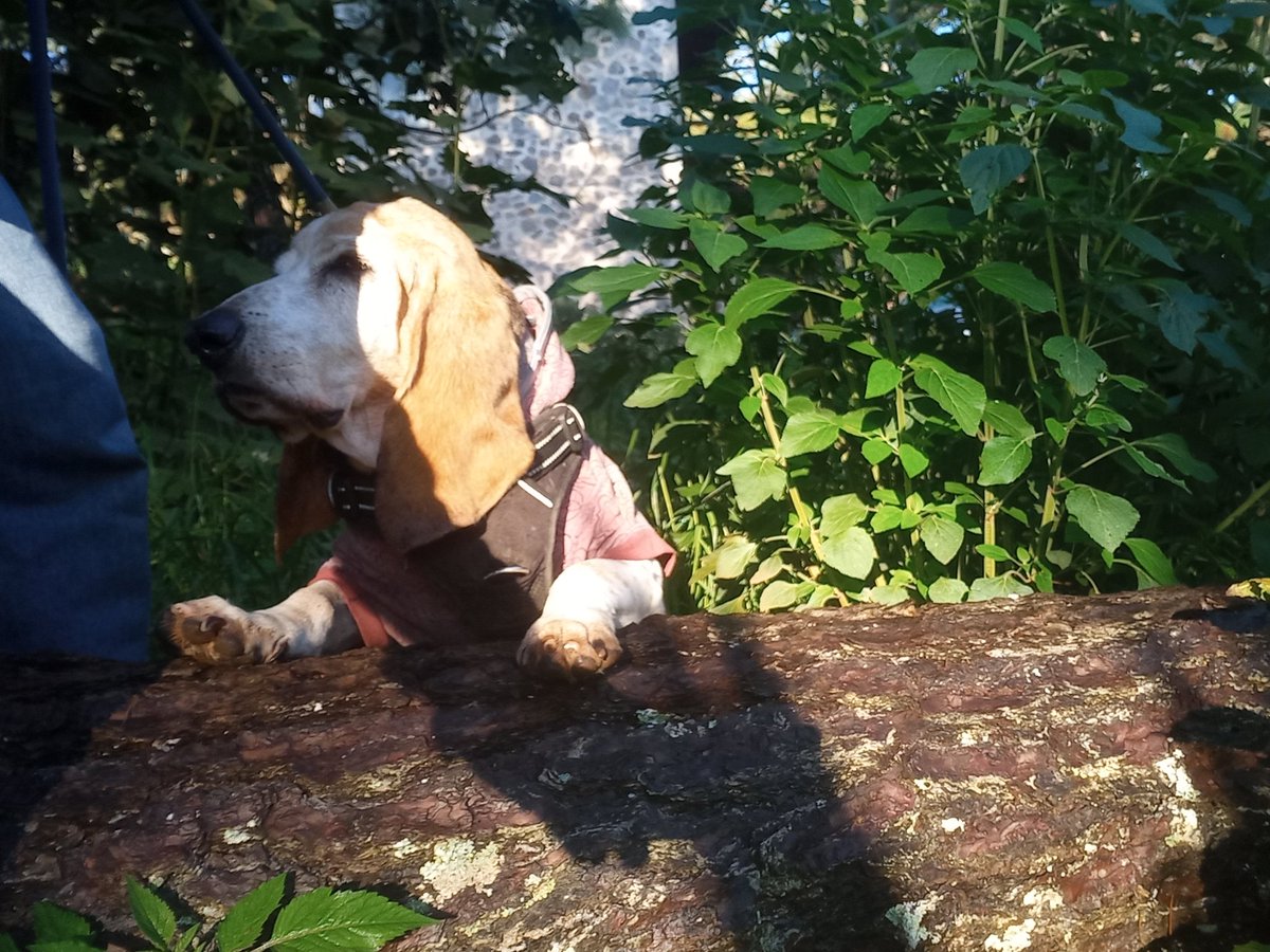 scavt63's tweet photo. Te fuiste super amigo😢, 17 años 1 mes 9 días, nos faltaron travesías y aventuras💔, hasta siempre 😔😭 https://t.co/8DBb4Y9StA