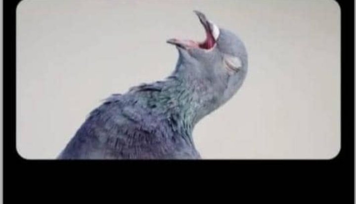 Mamuna olanda🎶 ine nachita olandaaa 🎶.......