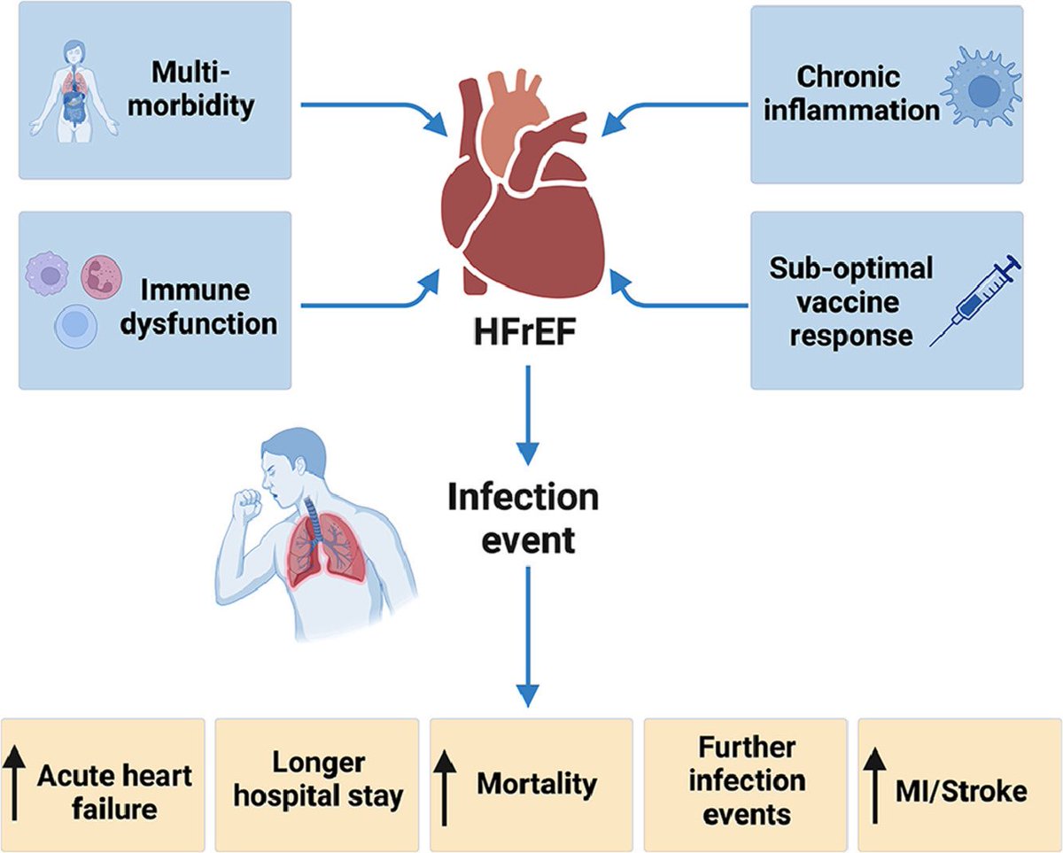VickyPalin's tweet photo. Infection in people with heart failure: an overlooked cause of adverse outcomes. Please read our latest review at https://t.co/TaKasJ7qGm @DrMikeDrozd @Clin_Med https://t.co/6EoaHcpPJo