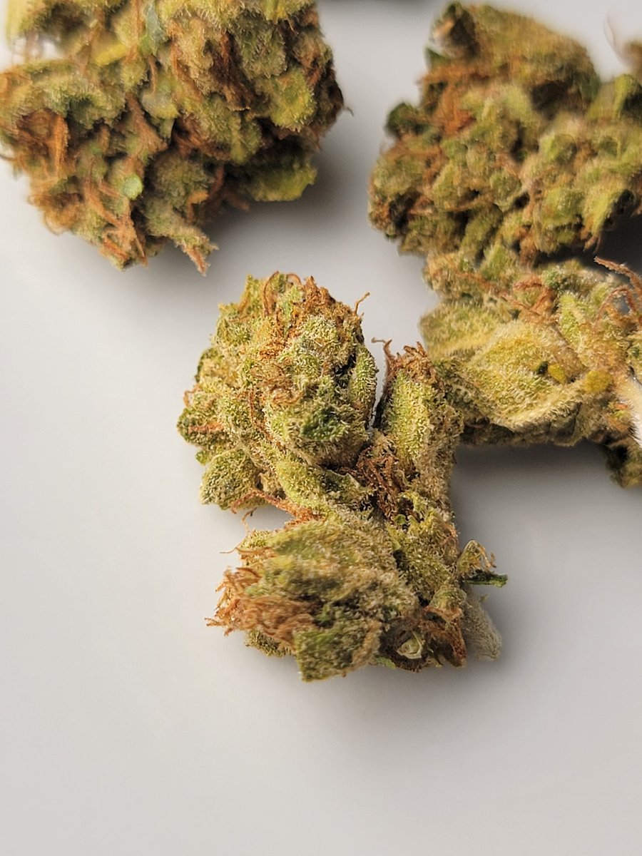 KushStation1's tweet image. Vamos a regalar HOY MISMO una promo de 2oz a un afortunad@ seguidor✨️

Para participar solo deben dar RT a este tuit. A las 9pm anunciamos al ganador!!