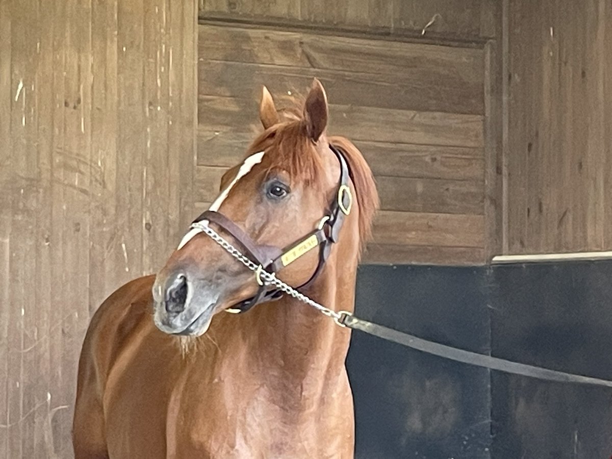 Nicole Russo (@drfrusso) on Twitter photo Hello, there! After a winding road, 2022 #KyDerby winner Rich Strike is settling into stallion life at <a href="/IhdvStallions/">IHDV Stallions</a> in New York. Hello, there! After a winding road, 2022 #KyDerby winner Rich Strike is settling into stallion life at <a href="/IhdvStallions/">IHDV Stallions</a> in New York.