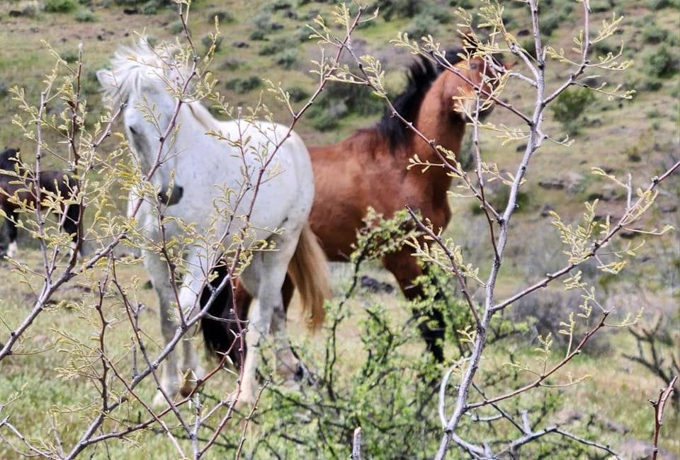 You never know where the road might take you… For #TeamTriage traveler Gretchen, it led to a wild horse stampede in Arizona. Ever had a close encounter with wildlife while traveling? Tell us about it in the comments! 🌵