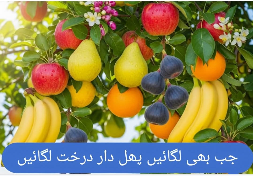 رسول اللہ ﷺ نے فرمایا:
"کوئی مسلمان درخت لگاتا ہے یا کھیت بوتا ہے، پھر اس سے کوئی انسان، پرندہ یا جانور کھاتا ہے، تو یہ اس کے لیے صدقہ ہے۔"
(صحیح بخاری 2320، صحیح مسلم 1553)
#greenpakistan 
#IndependenceDay 
#Pakistan