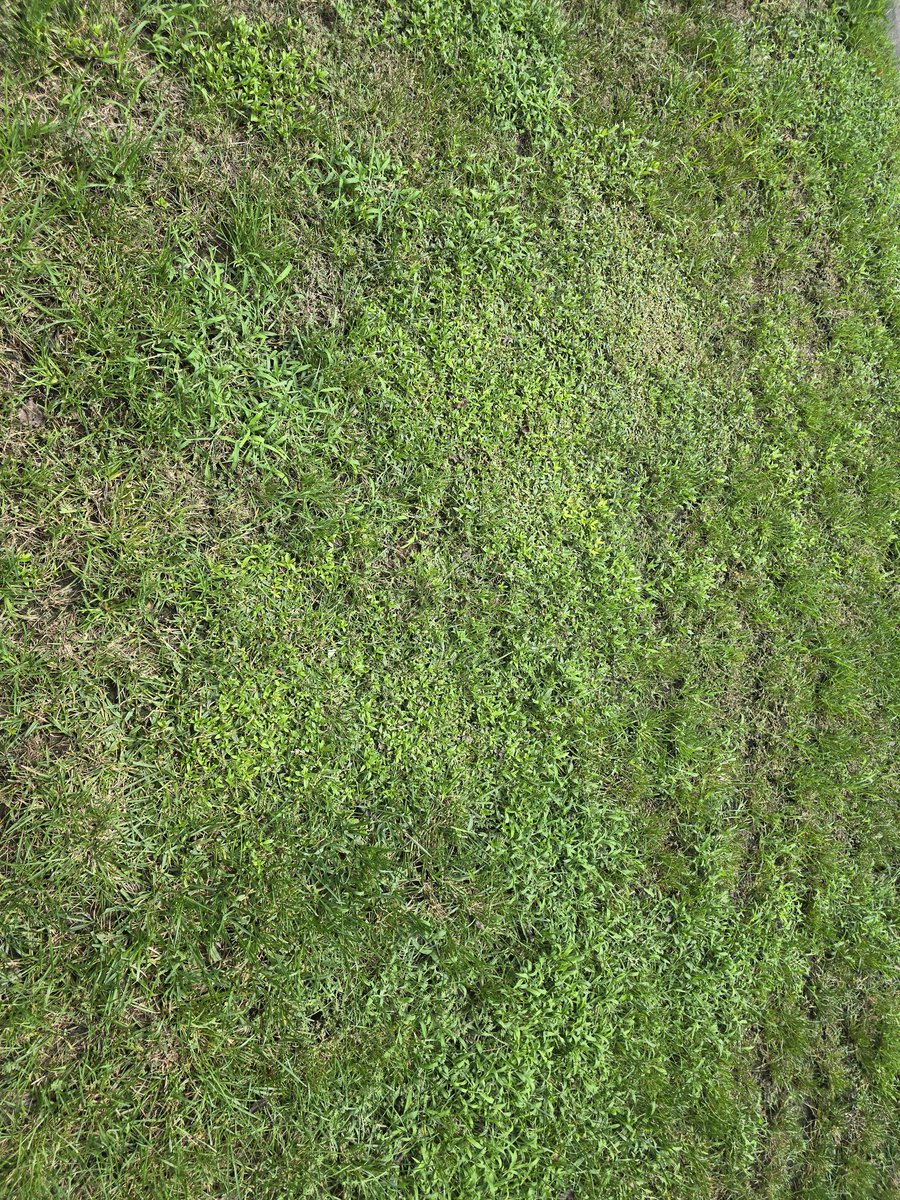 Manishpatel1108's tweet photo. @TruGreen years of complaining and I just got told the weeds are because my mower blades are not sharp enough!! #doyourjob #whatamipayingfor https://t.co/8ebjfqhZHE