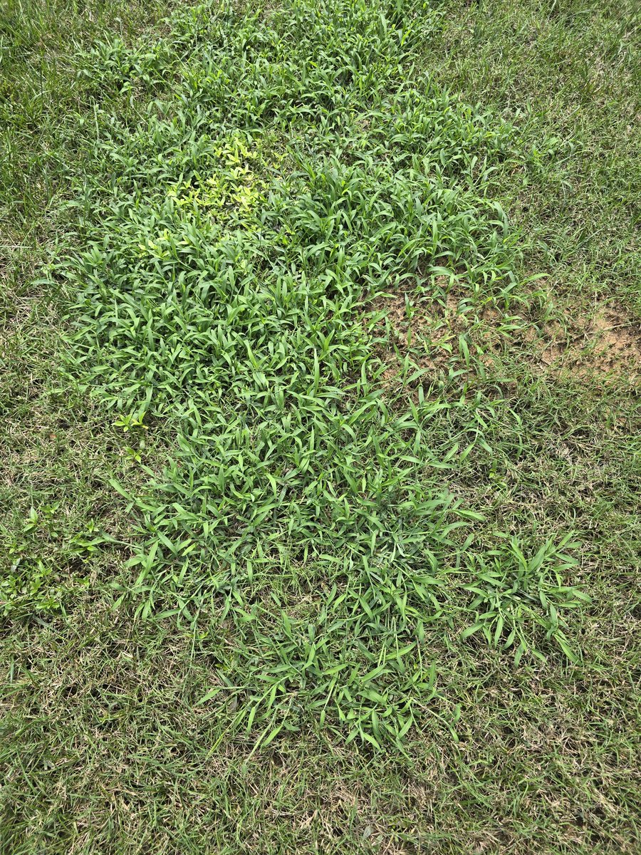 Manishpatel1108's tweet photo. @TruGreen years of complaining and I just got told the weeds are because my mower blades are not sharp enough!! #doyourjob #whatamipayingfor https://t.co/8ebjfqhZHE