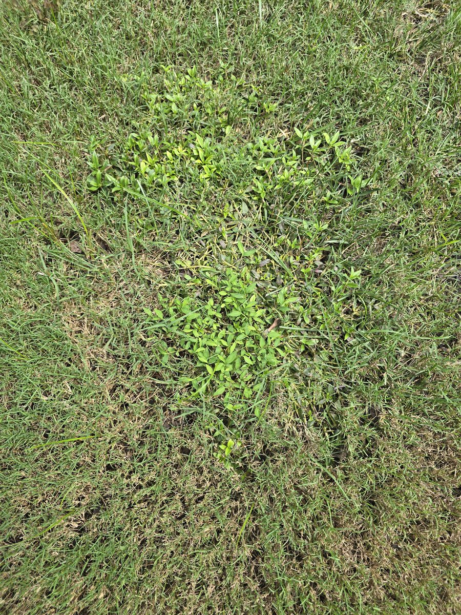 Manishpatel1108's tweet photo. @TruGreen years of complaining and I just got told the weeds are because my mower blades are not sharp enough!! #doyourjob #whatamipayingfor https://t.co/8ebjfqhZHE