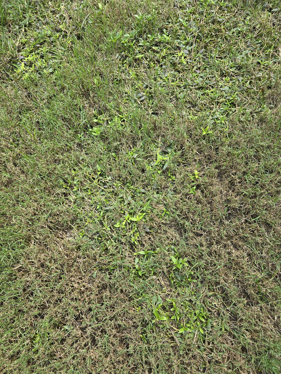 Manishpatel1108's tweet photo. @TruGreen years of complaining and I just got told the weeds are because my mower blades are not sharp enough!! #doyourjob #whatamipayingfor https://t.co/8ebjfqhZHE