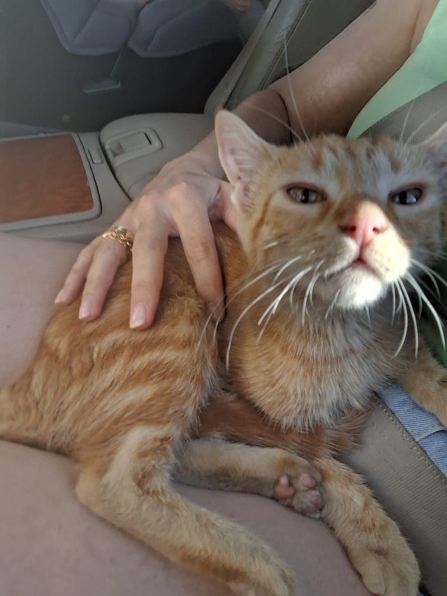 OpenEye95053629's tweet photo. ๐จPor favor @Coloniasmarconi
necesita casa de #ACOGIDA
para estos dos gatitos,
#MAIA se queda sin acogida
y la panterita estรก en el polรญgono hasta que alguien lo acoja, lo han
abandonado hasta con el collar
#MADRID โ๏ธ 650 23 87 02
#Adopta #ADOPCION #gatos
#acogidas https://t.co/kLhaSdxzty