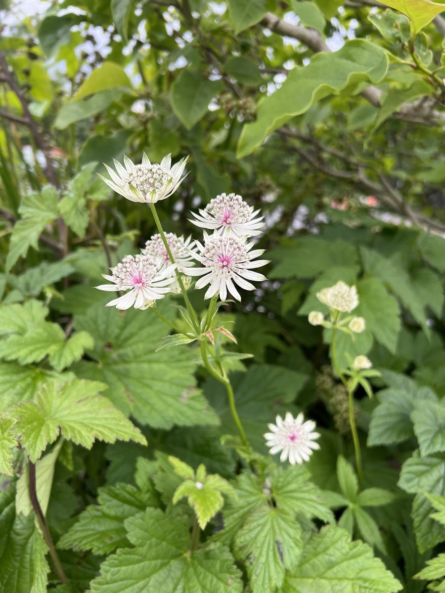 You are a quiet star, guarded by gentle green hands.

#realflowers #wildflowers #Masterwort