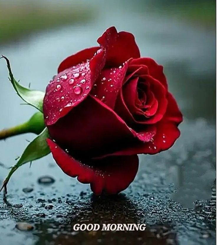 🌹السلام علیکم ورحمة الله🌹
⁧#خاتم_النبیین_محمدﷺّ⁩
 ⁧#درود_وسلام⁩

شب بخیر 🥱

اے الله! تو میرے چھپے اور کھلے کا جاننے والا ہے میری معافی قبول فرما اور تو میری ضرورت کو جانتا ہے مجھکو میری حاجت عطا فرمادے اور تو میرے دل میں چھپی باتوں کو جانتا ہے میرے گناہ بخش دے 🤲