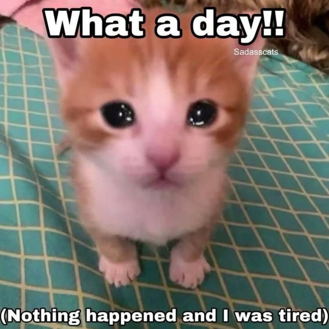 Shoota (@shootacat) on Twitter photo 