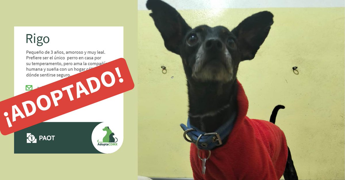 ¡Rigo ya fue adoptado! Encontró a un hogar maravilloso, le brindan mucho amor, paseos y juegos.
Al adoptar, no solo #CambiaSuVida también #CambiaLaTuya 
Recuerda visitar 📲 👉 bit.ly/AdoptaCDMX para dar segunda oportunidad a los que están en busca de un nuevo hogar.