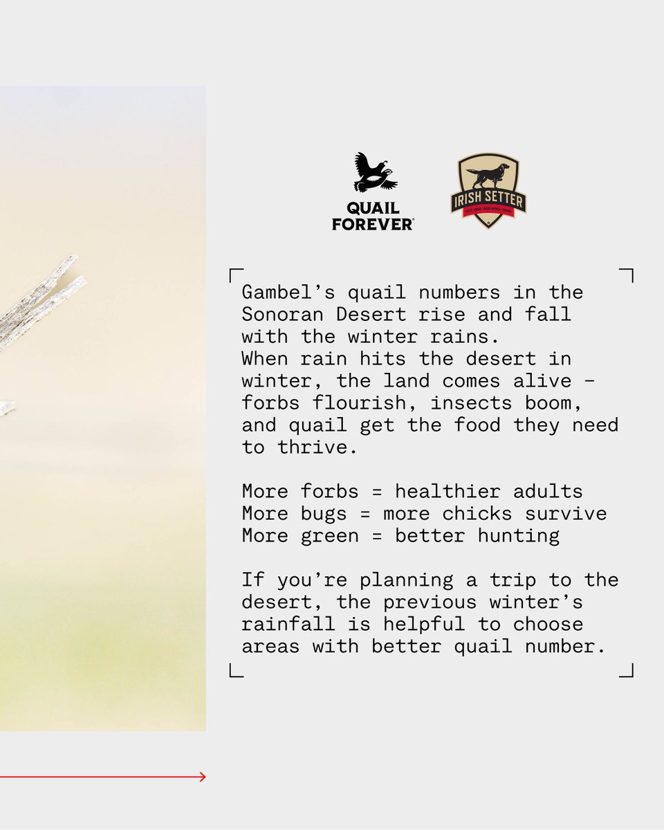 Quail Fact Friday!

Gambel’s quail numbers in the Sonoran Desert rise and fall with the winter rains.
When rain hits the desert in winter, the land comes alive – forbs flourish, insects boom, and quail get the food they need to thrive.

More forbs = healthier adults
More bugs =