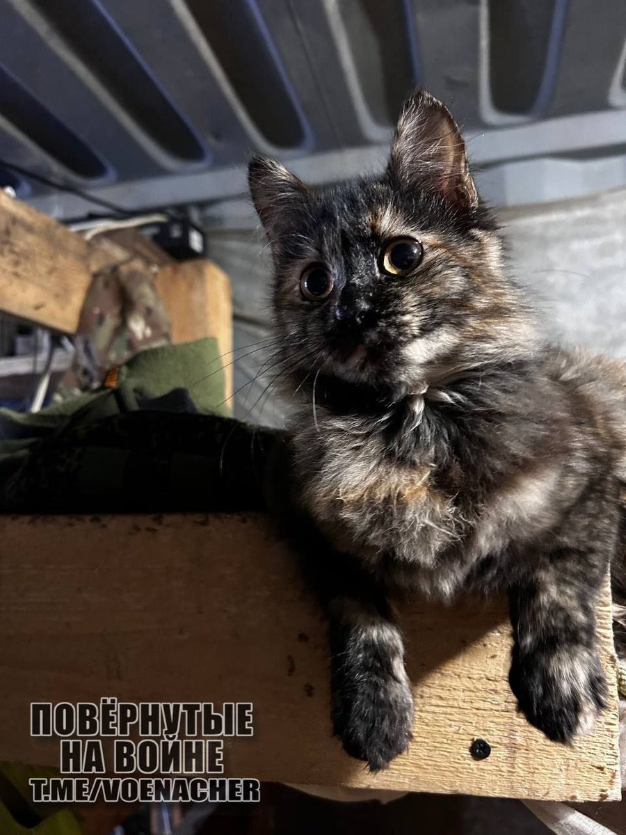 🇷🇺 Chats 🐱 de première ligne.
#UkraineRussiaWar️️ #cats