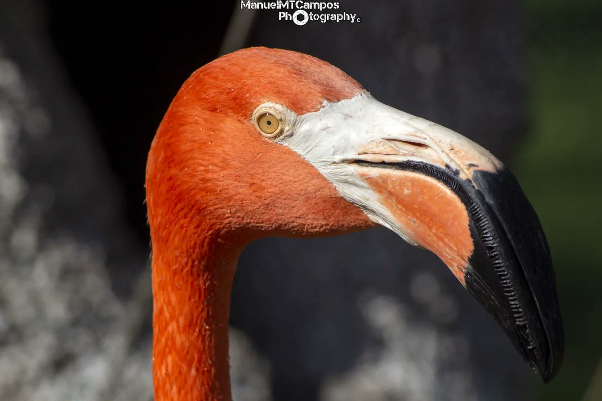 MMTCPhotography's tweet image. Flamenco Caribeño (Phoenicopterus ruber)

Zoológico de Madrid

#flamenco
#flamencos
#zoomadrid
#zoologicomadrid
#animales
#animals
#fotografia
#photography
#fotografo
#photographer
#canon
#canonphotography
#fotodeldia
#picoftheday
#instagram
#instapic
#madrid
#españa
#spain