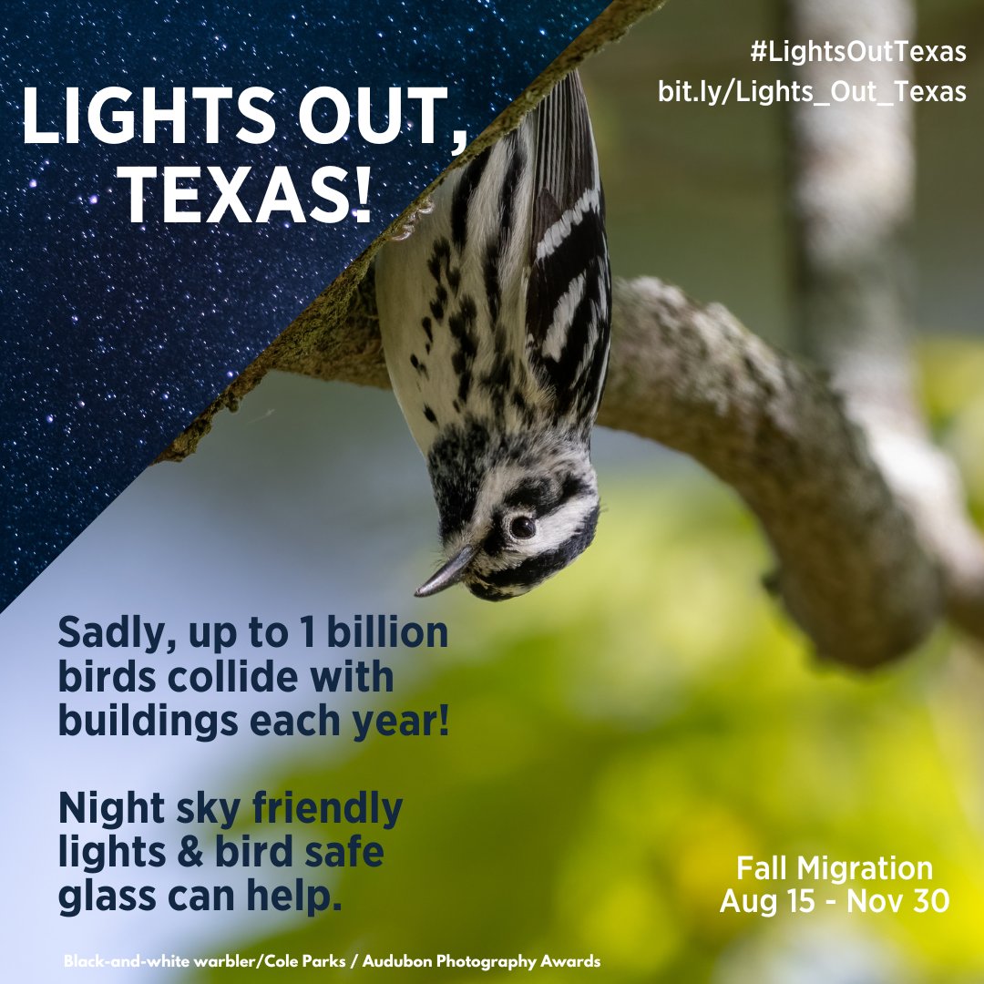 Calling all Texans to go #LightsOut to protect birds during migration season! Turn off or dim non-essential lighting outside and inside from 11 pm to 6 am from  August 15 – November 30, especially during peak migration from September 5 – October 29: bit.ly/Lights_Out_Tex…