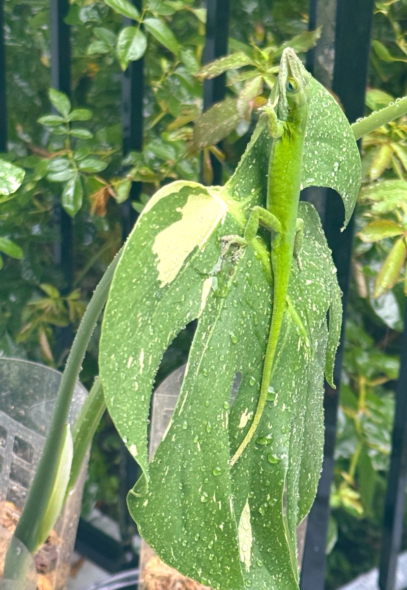 Rushed to put the plants out in the rain and really messed up his day.