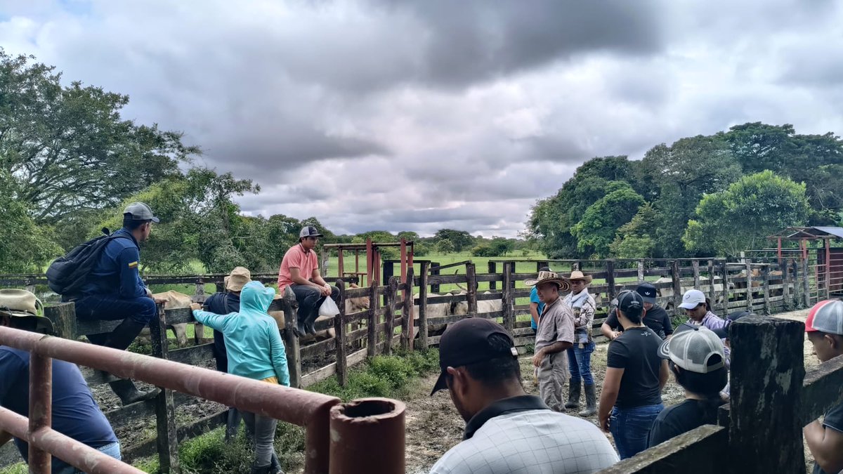 Pasión Ganadera-PLARAUCA (@plarauca) on Twitter photo continua con exito la capacitación en Inseminación artificial, gracias a la decidida colaboración de la finca VILLA MARTHA y del señor GERMAN ANZOLA <a href="/Fedegan/">FEDEGAN</a> <a href="/tecnigan_AC/">Tecnig@n Arauca Casanare</a> <a href="/PL_TAME/">Tame Pasión Ganadera</a> continua con exito la capacitación en Inseminación artificial, gracias a la decidida colaboración de la finca VILLA MARTHA y del señor GERMAN ANZOLA <a href="/Fedegan/">FEDEGAN</a> <a href="/tecnigan_AC/">Tecnig@n Arauca Casanare</a> <a href="/PL_TAME/">Tame Pasión Ganadera</a>