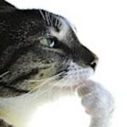 I think instead of going to Community College I’ll take a gap year or smth so I can focus on a full time job cause in reality I don’t think photography will pay well I can put that on the side rn 

McDonald’s here I come or smth