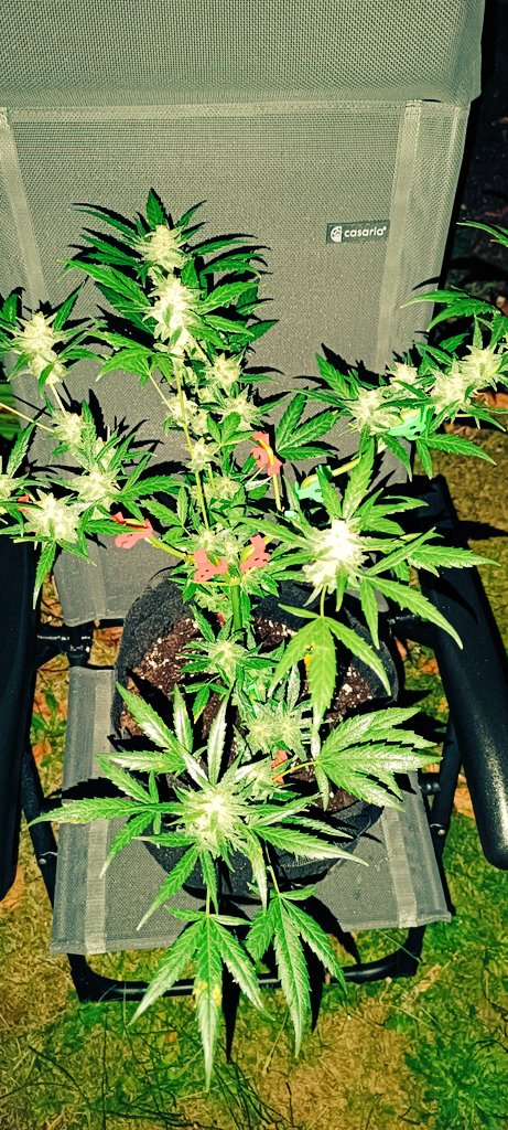 blue Beere Bublé Gum Auto in der vierten Bwoche..✌️🤛😎