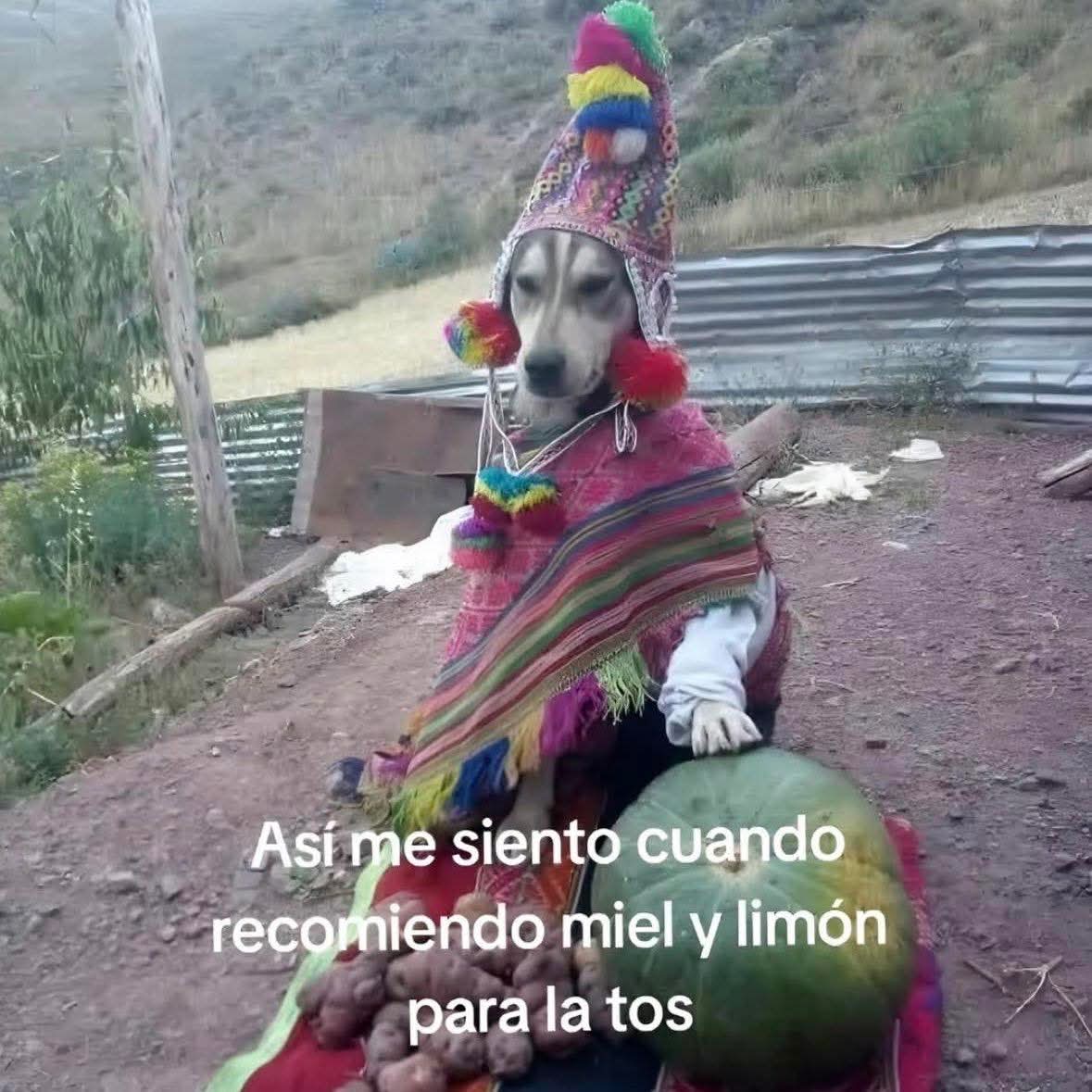 Animalitos en aprietos. tweet media