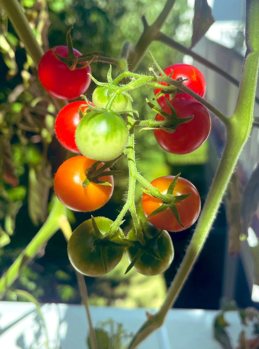 トマト 兎騎(とき)かなで on X: 