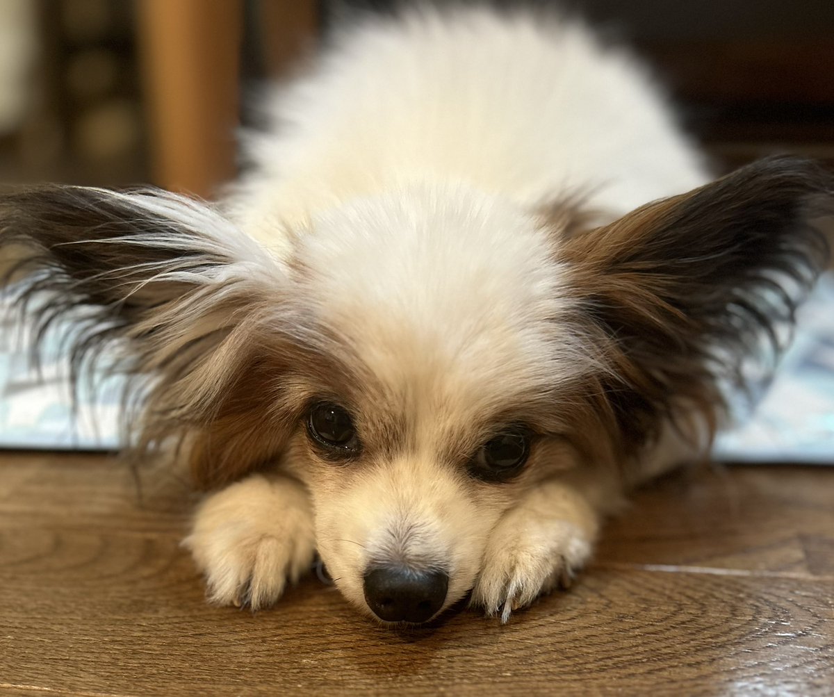 sarotu63's tweet photo. お盆です♪
のんびりします!
次男にいちゃんは
千葉に帰りました
＃パピヨン ＃犬のいる生活 https://t.co/d5HUscm9sR