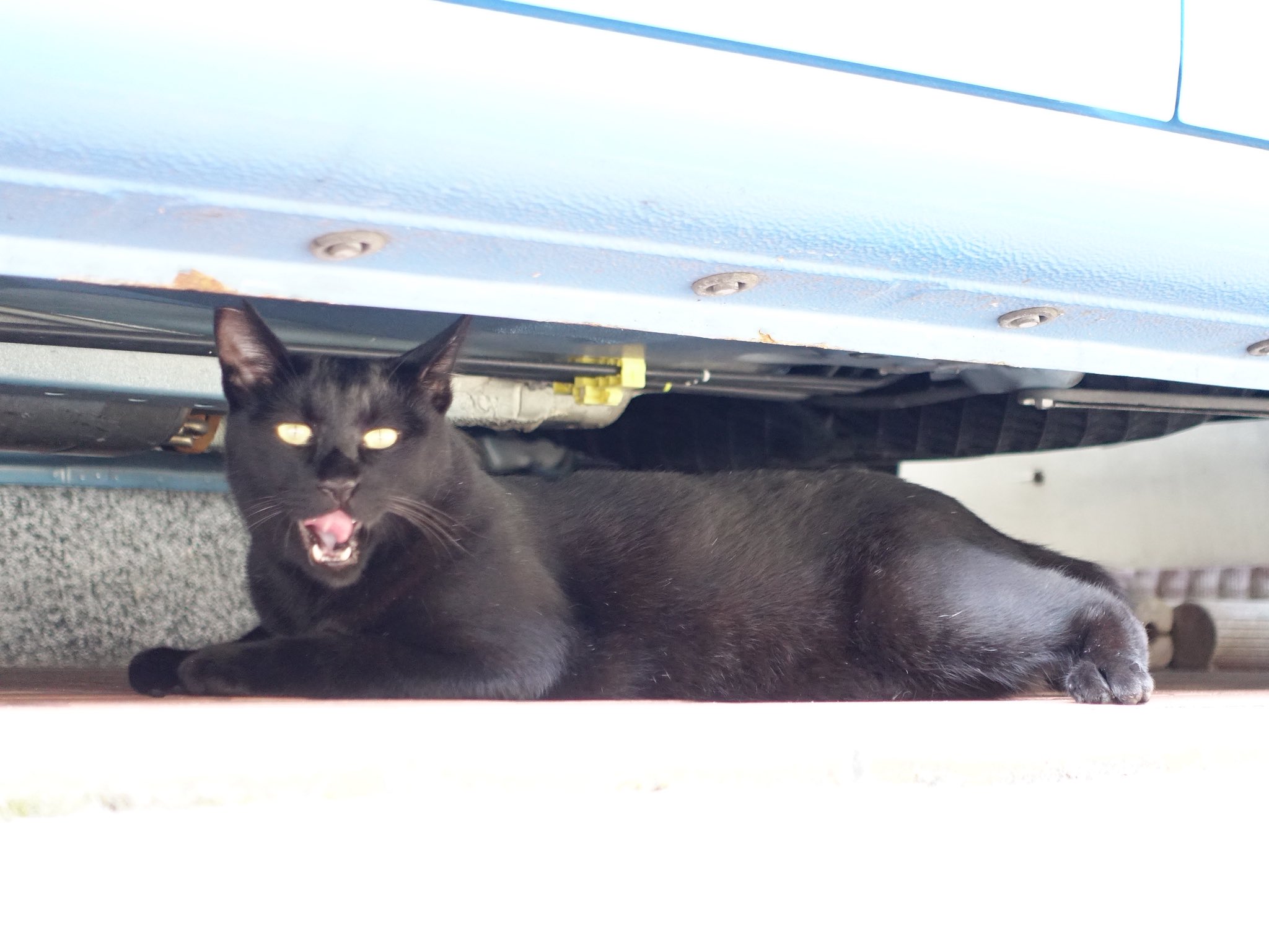 づま猫 俺、つしま 4 | 書籍 | 小学館