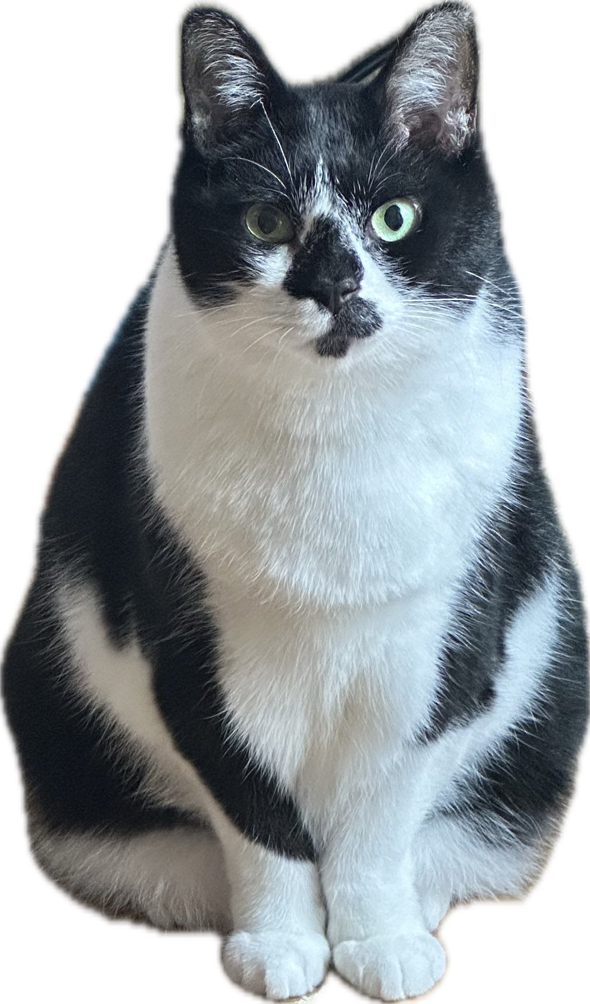 猫 どっち on X: 