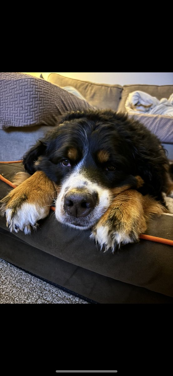 FMikef's tweet photo. Had to say Goodbye to Hannah last week. She gave us 8 Great Years of Love and Happiness!! She will be missed! Tough time to be a dog owner, but that’s why we ❤️ them so much! https://t.co/D5U90nzLjI