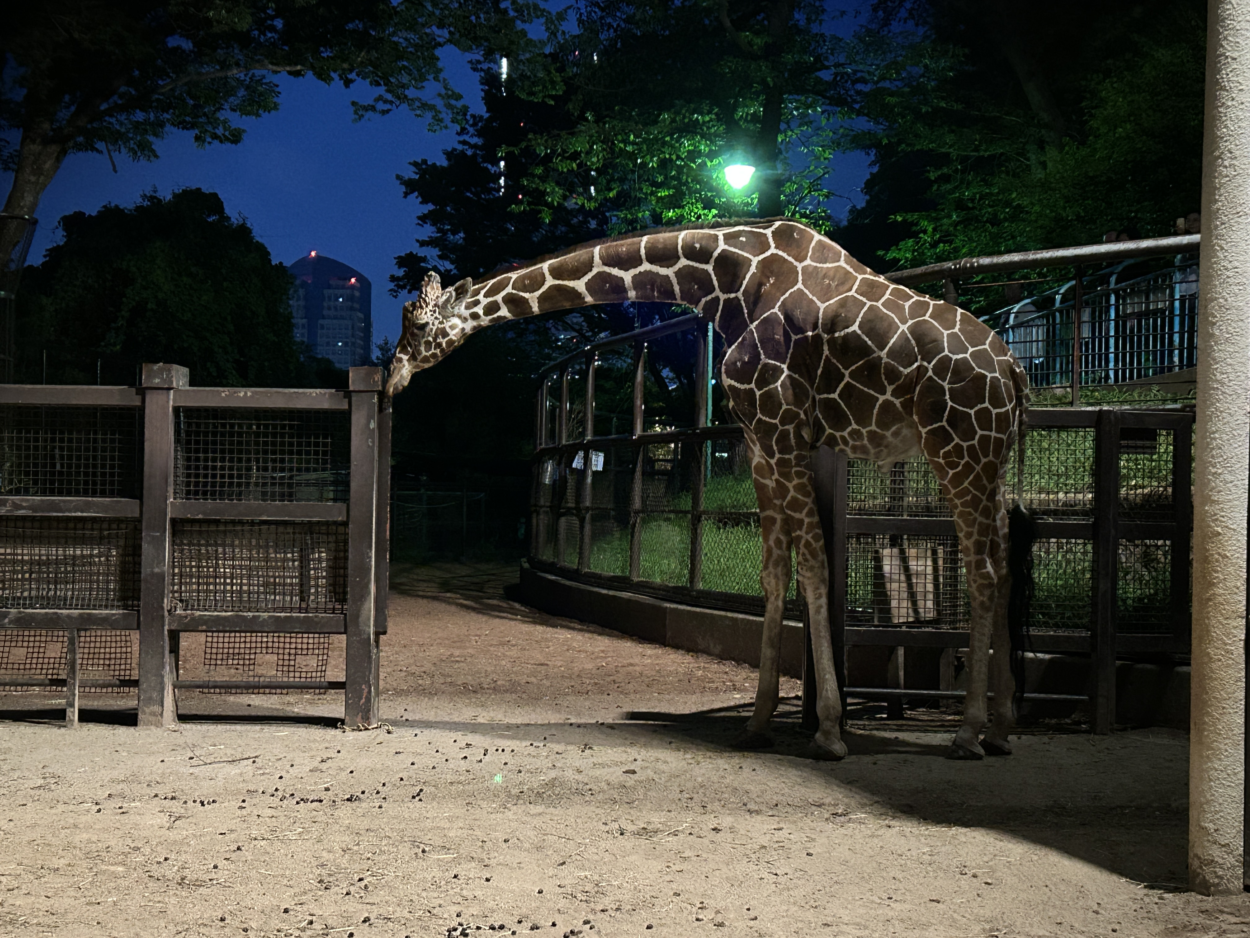 動物園学 動物園学 | 村田 浩一, 楠田 哲士 |本 | 通販 | Amazon
