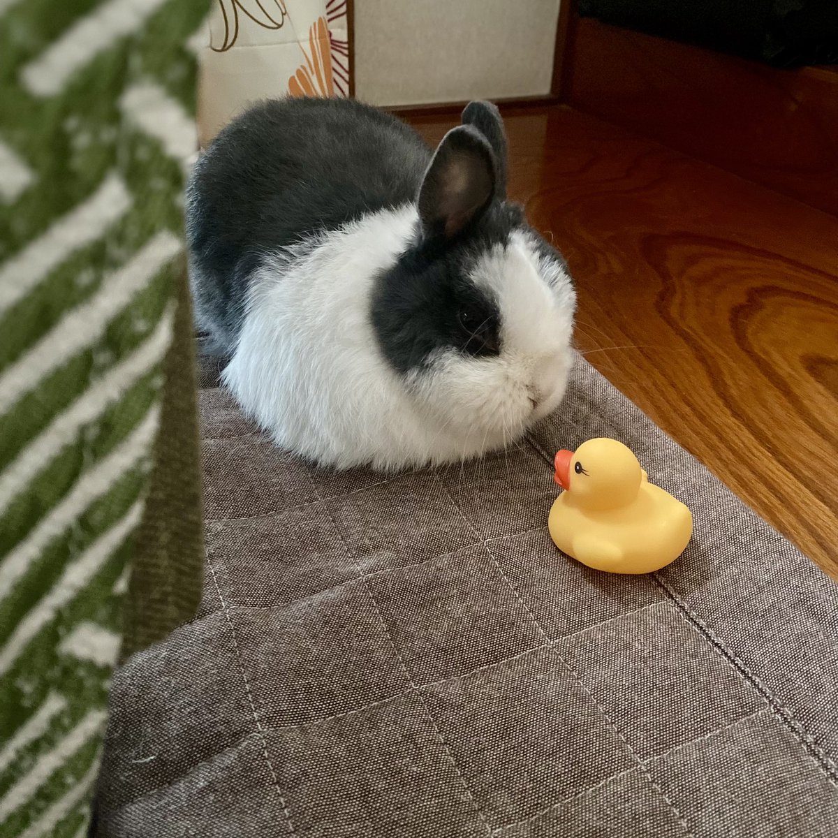 こんにちはもこ🐰
内緒話🐰🤫🐣
#うさぎ　#うさぎのいる暮らし