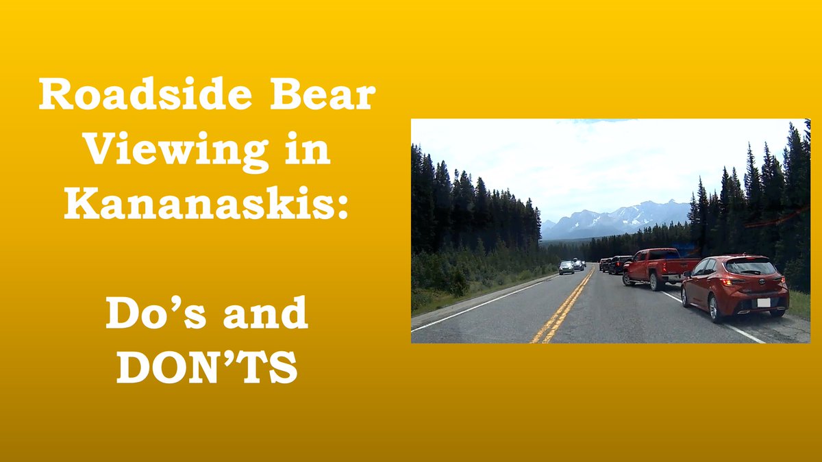 RyderDAR's tweet image. See a bear roadside while driving in K-Country? Here's what TO do, and what NOT to do, in Part 1 of a series.
youtu.be/lX07_UE2HJg