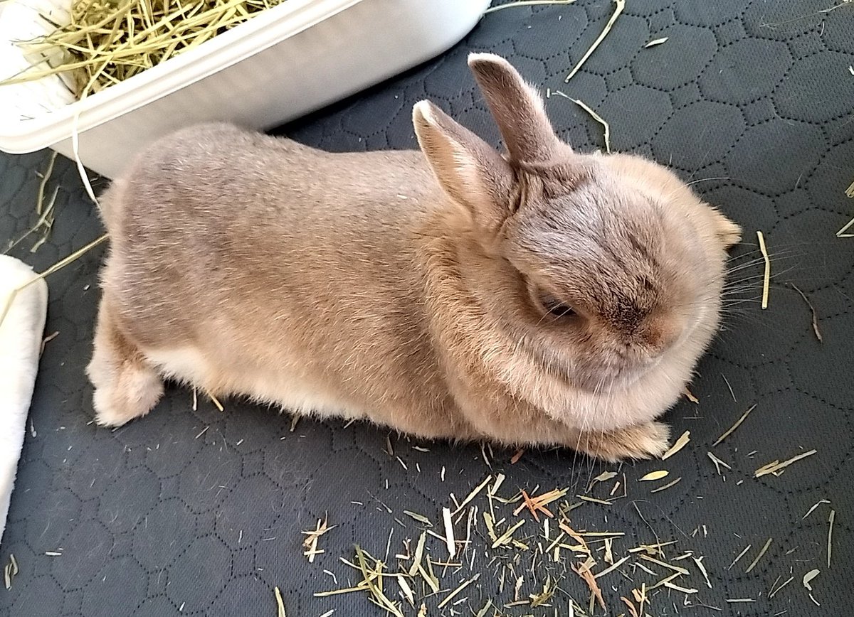 散らかしてまんぞくぱん🐰♪♪🌿