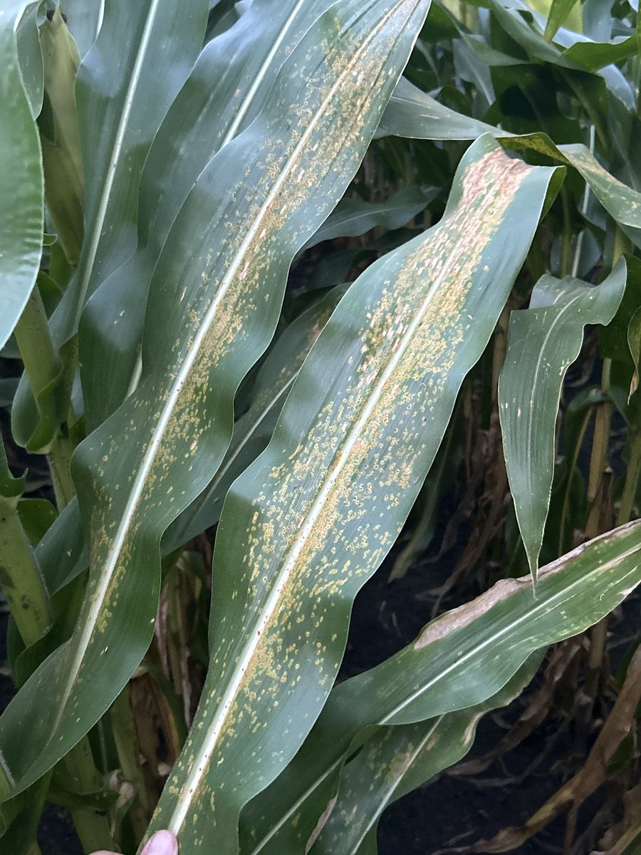 Aaron Wyllie tweet media