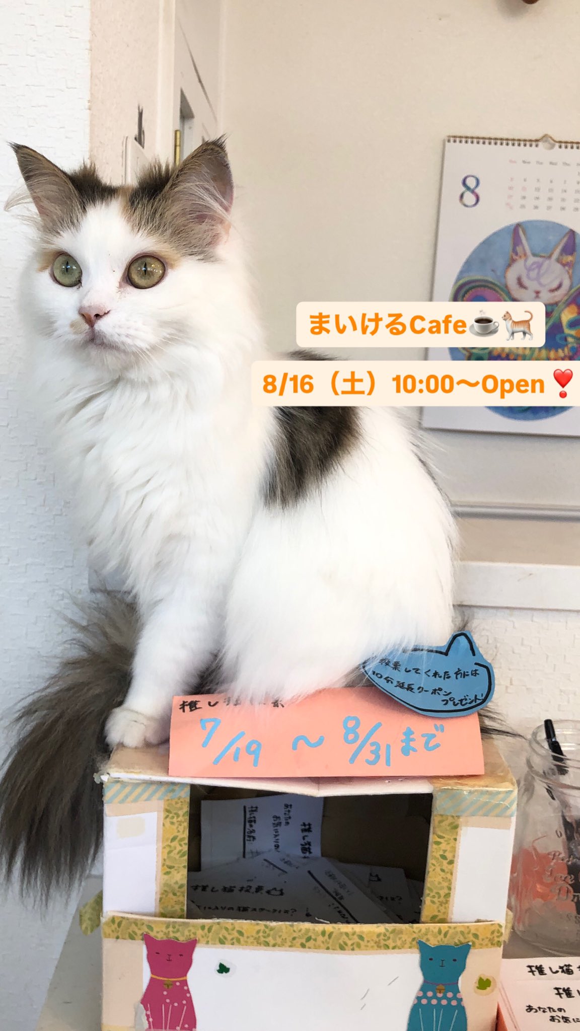 モモンガハウス(猫・カフェ)ボア茶  1800円 モモンガハウス(猫・カフェ)ボア茶 1800円 （ラベルブック