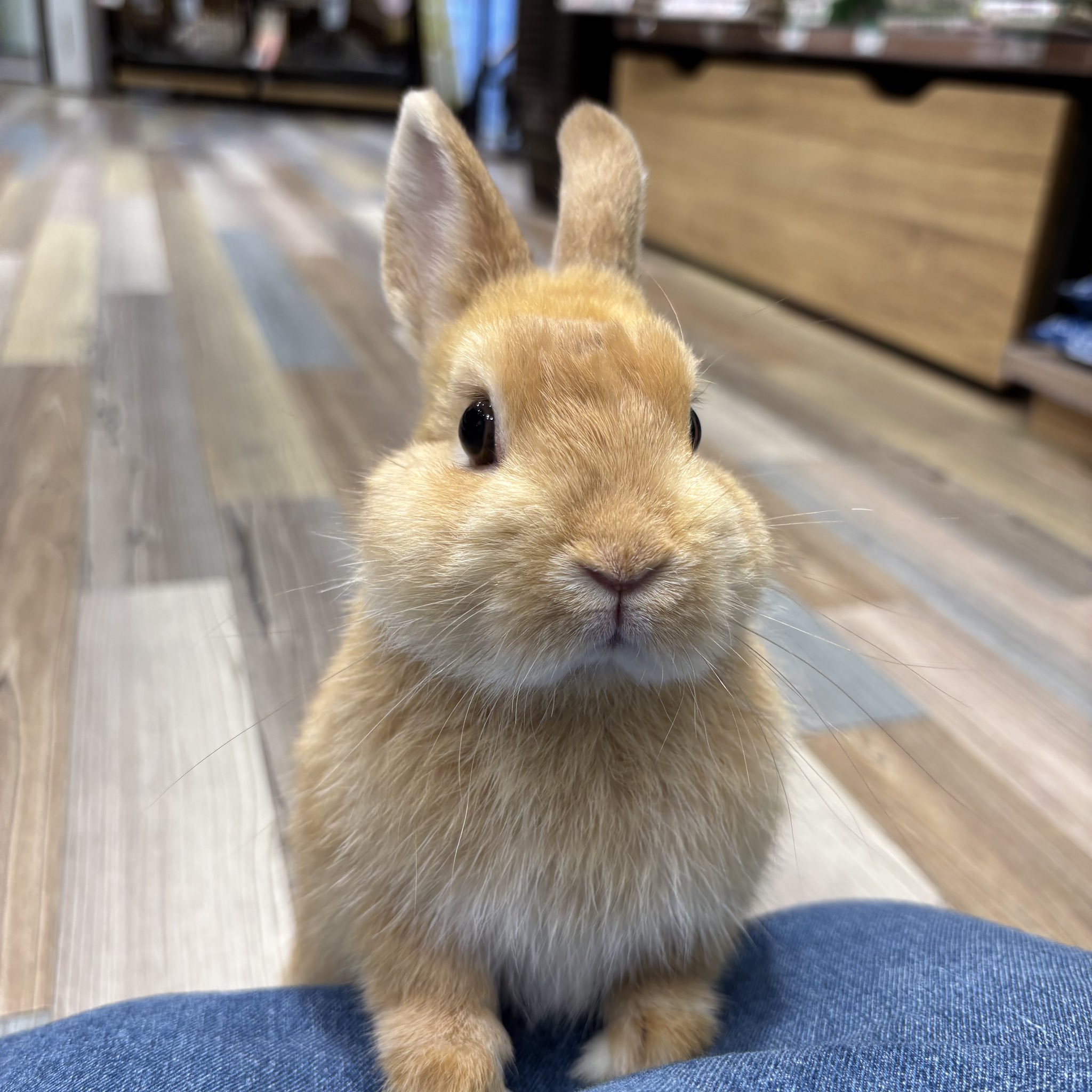 うさこ様　シナリー　カミルOなど Product | シナリー株式会社