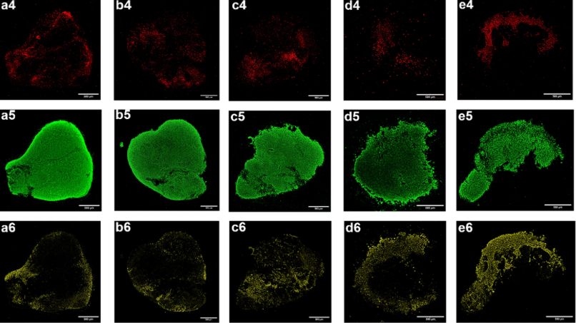 Organoid News (@organoidscience) on Twitter photo 🧠 To address the need for standardized quality assessment of cerebral organoids, researchers developed a Quality Control methodology for 60-day cortical organoids, evaluating five key criteria using a scoring system.
👉 <a href="/SciReports/">Scientific Reports</a> | go.nature.com/3JjHOAF 🧠 To address the need for standardized quality assessment of cerebral organoids, researchers developed a Quality Control methodology for 60-day cortical organoids, evaluating five key criteria using a scoring system.
👉 <a href="/SciReports/">Scientific Reports</a> | go.nature.com/3JjHOAF
