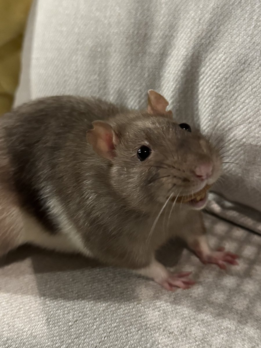 RatsPicnic's tweet photo. In tears from seeing Shiro holding an almond sideways in his mouth 😭😂🙏

Looks like a hilarious cartoon grin, someone please draw him 😂😂 https://t.co/FnxIzbkLuq