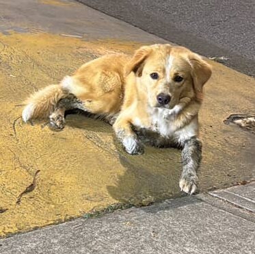 AlertaMePerdi's tweet photo. #ENCONTRADO #DAULE
Fecha: 15/08/25
Sector: Norte, Urb. La Joya, auera de etapa Oro y Gema
Raza: Mestizo
Obsv.: Medianos, pelaje café claro
Contacto: 0993030768
¡Ayúdalos a volver con su familia!
#AlertaMePerdí https://t.co/3k98qSMZsb