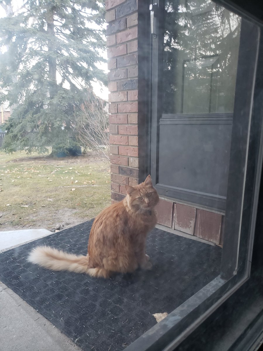 MaritimesinYYC's tweet photo. Hi Twitter peeps! I've been MIA recuperating, but just found out our neighborhood kitty is also in a bad way 💙 I know things are tough for everyone right now, but if there's any way to help or share, it would mean the world!! #yyc #yycpets

https://t.co/2CERN2uAIU https://t.co/8cY0MNukJV