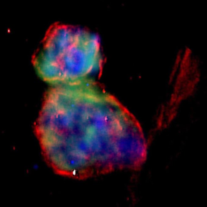 Cat’s Face in the Sky 
This composite X-ray (red/green) and optical (blue) image from NASA’s Chandra Observatory shows two overlapping supernova remnants in the Large Magellanic Cloud.
The upper-left remnant, rich in iron, comes from a type Ia supernova — a white dwarf fed by a