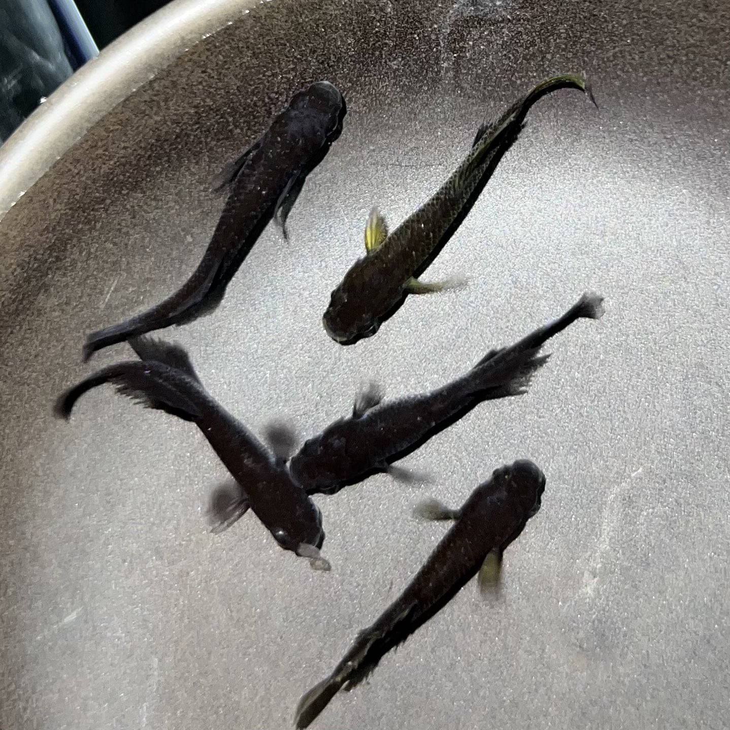 かねだい伊勢原【金魚・メダカ ・鯉】 on X: 