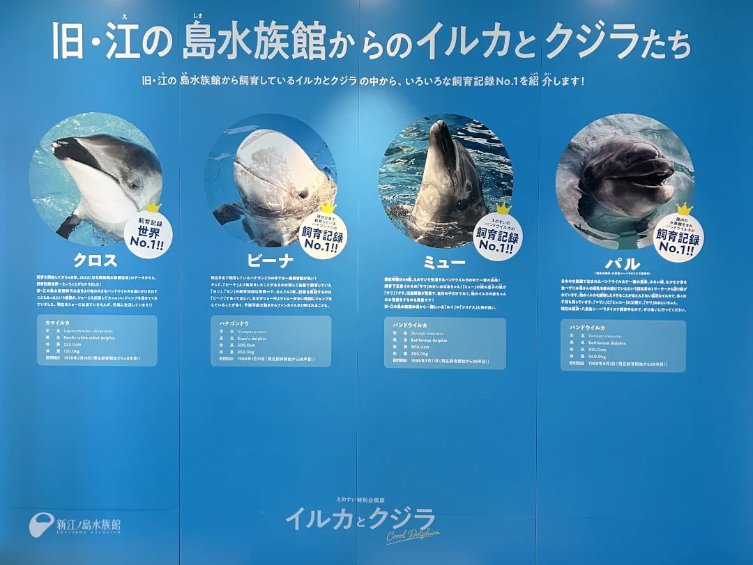 新江ノ島水族館 on X: 