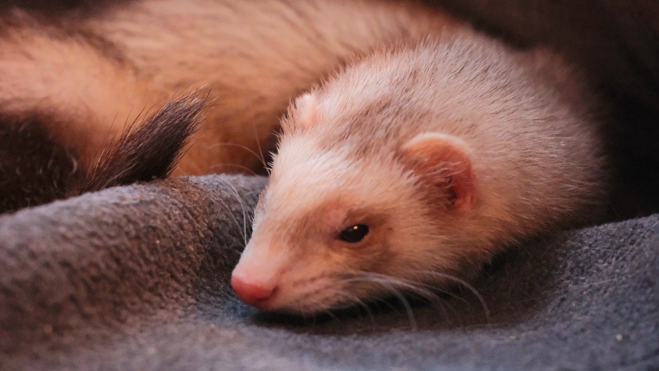 Pirate Software tweet media