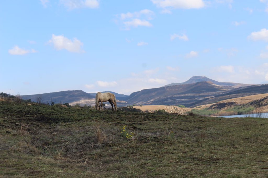 VaTagwirei tweet media