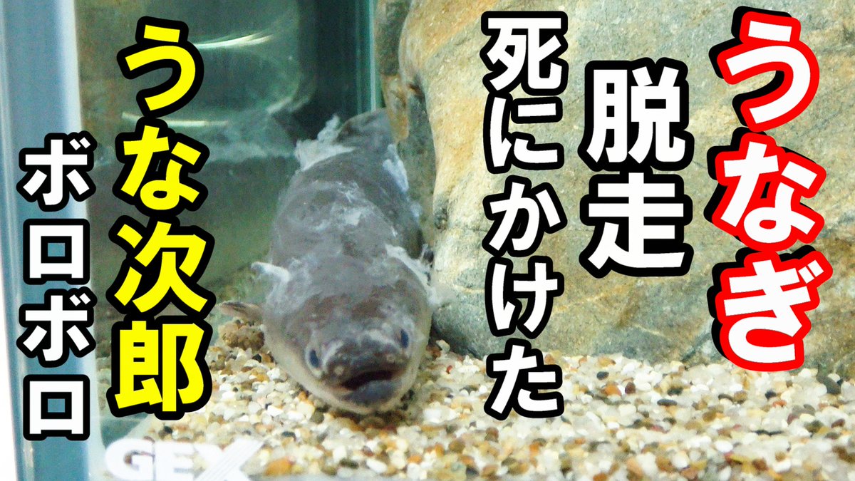 ウナギが脱走　死にかけた・・・
youtube.com/watch?v=D14xh2…