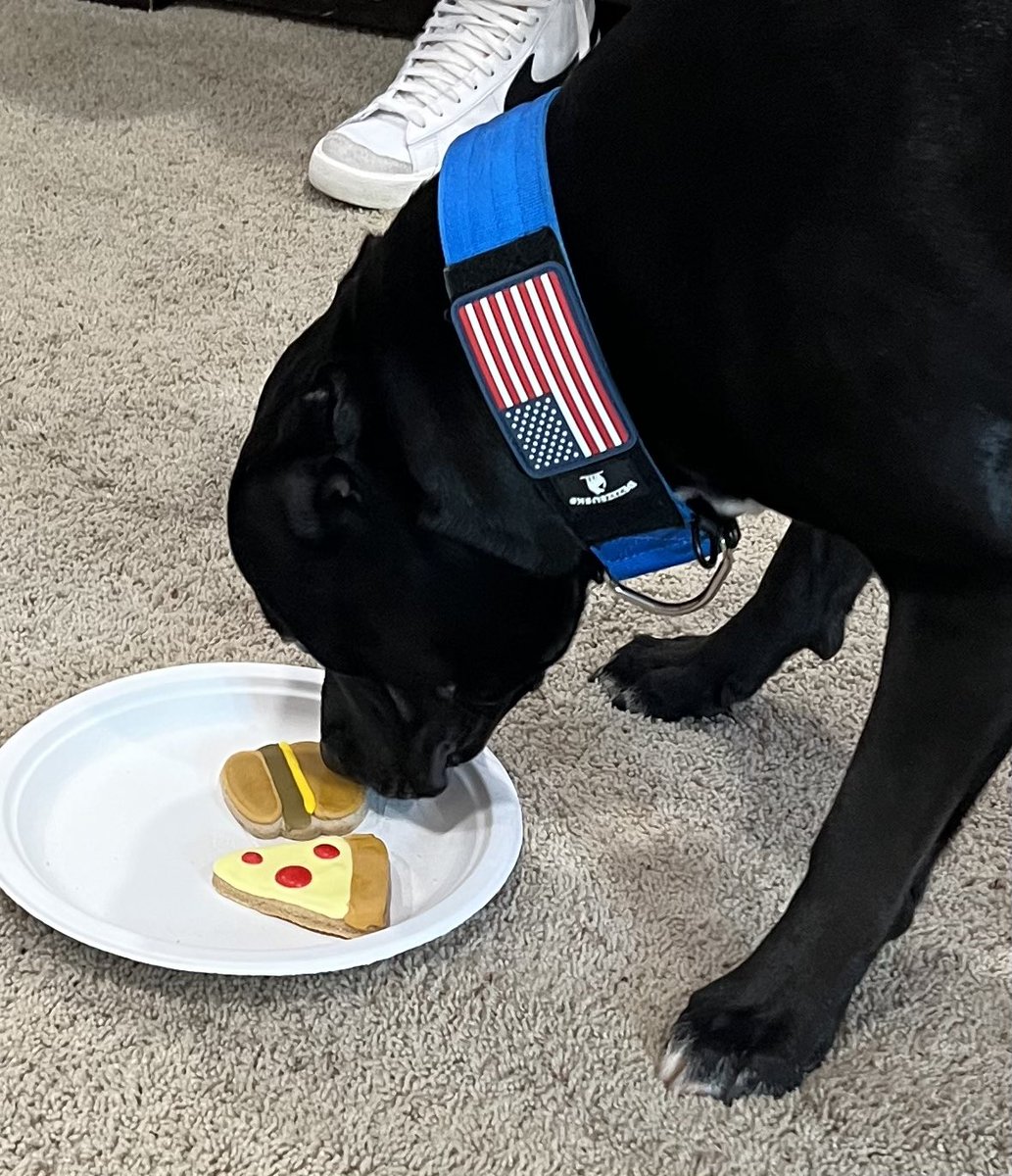 pinkandpainmom's tweet photo. Happy birthday to my #Granddog Odin - 3 years old today #OPlive #OPLiveNation #Reelz @ReelzChannel #HappyBirthday https://t.co/dE8qPO2eJi